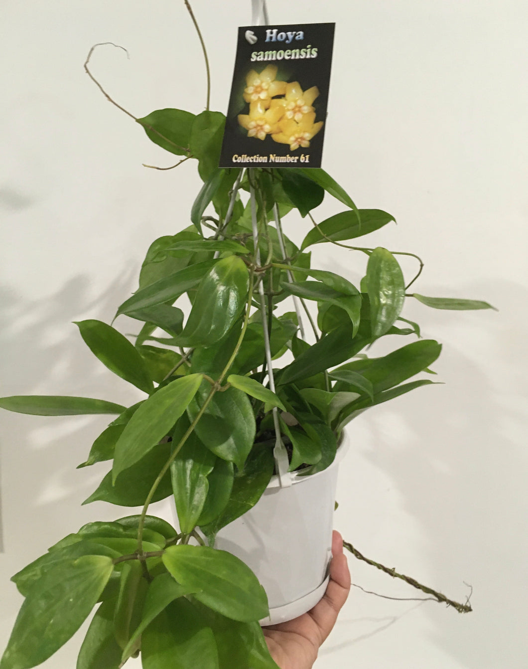 Hoya samoensis in 13cm pot