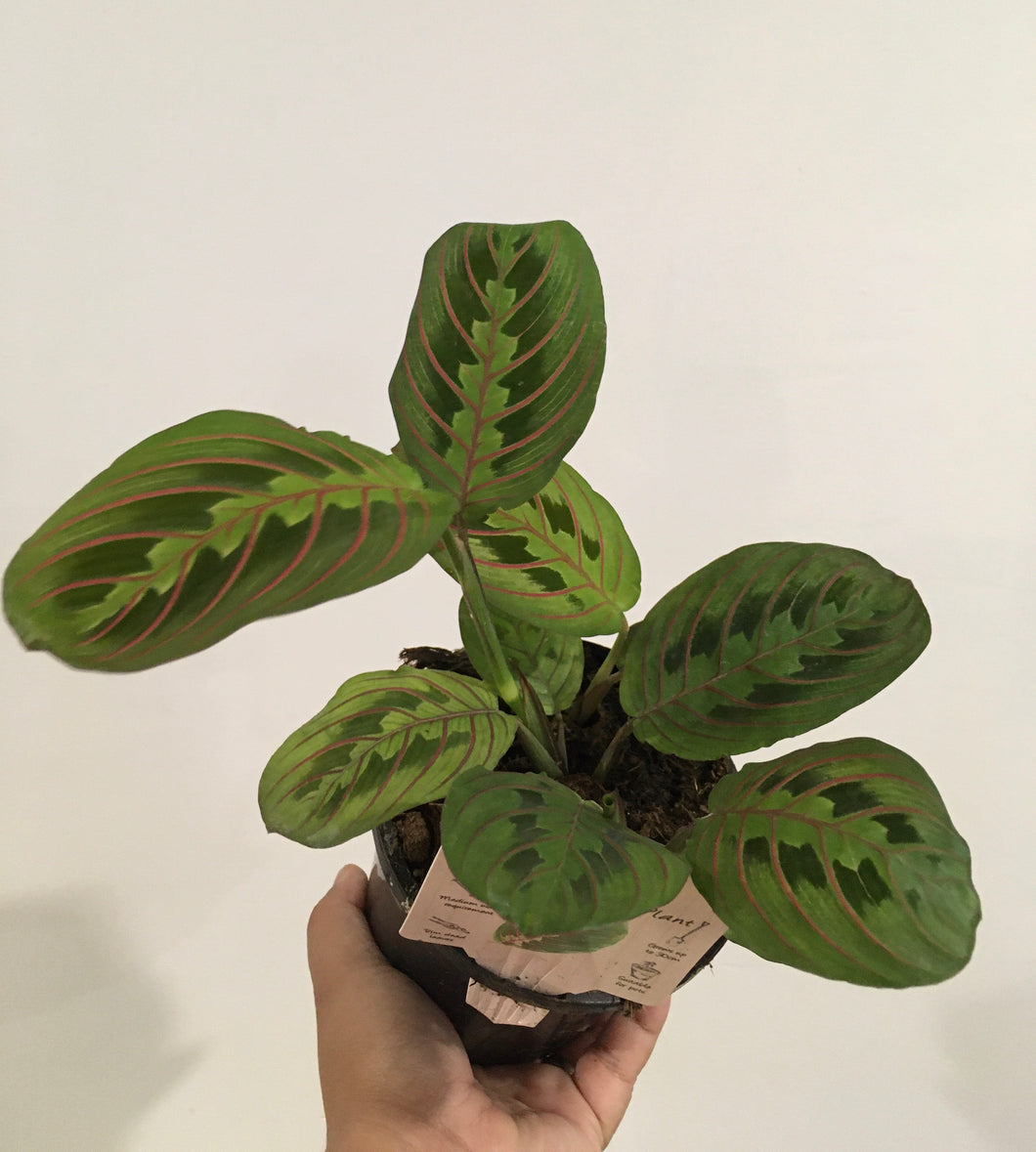 Maranta leuconeura Red vein in 13cm nursery pot