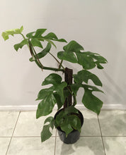 Load image into Gallery viewer, Raphidophora tetrasperma totem in 20cm pot
