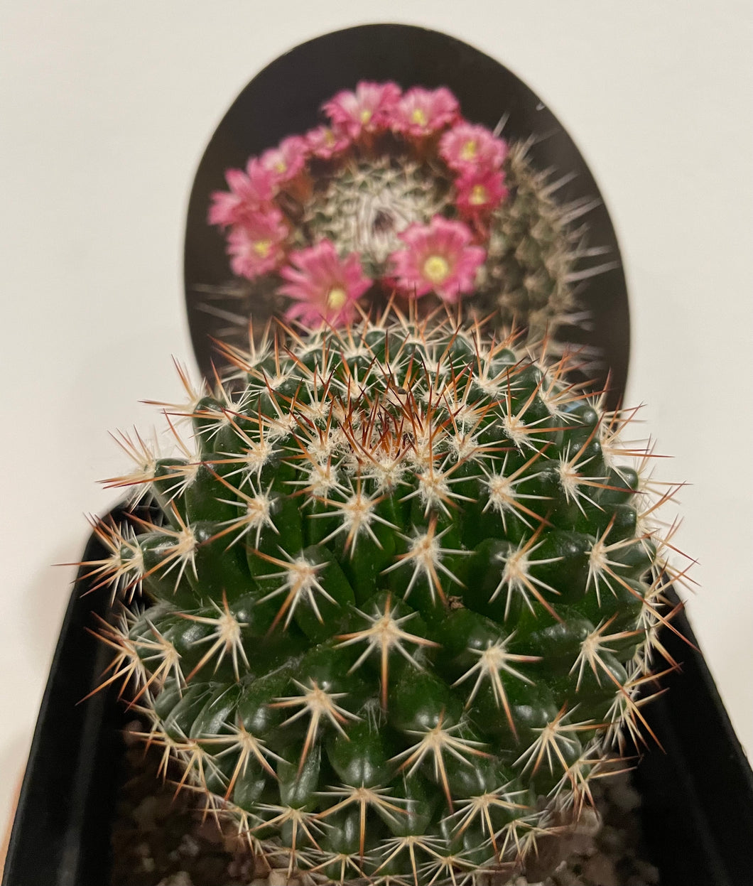Mammillaria mystax in 10cm pot
