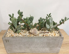 Load image into Gallery viewer, Succulent arrangement in modern cement pot 24x12x9cm
