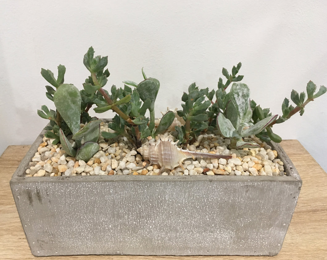 Succulent arrangement in modern cement pot 24x12x9cm