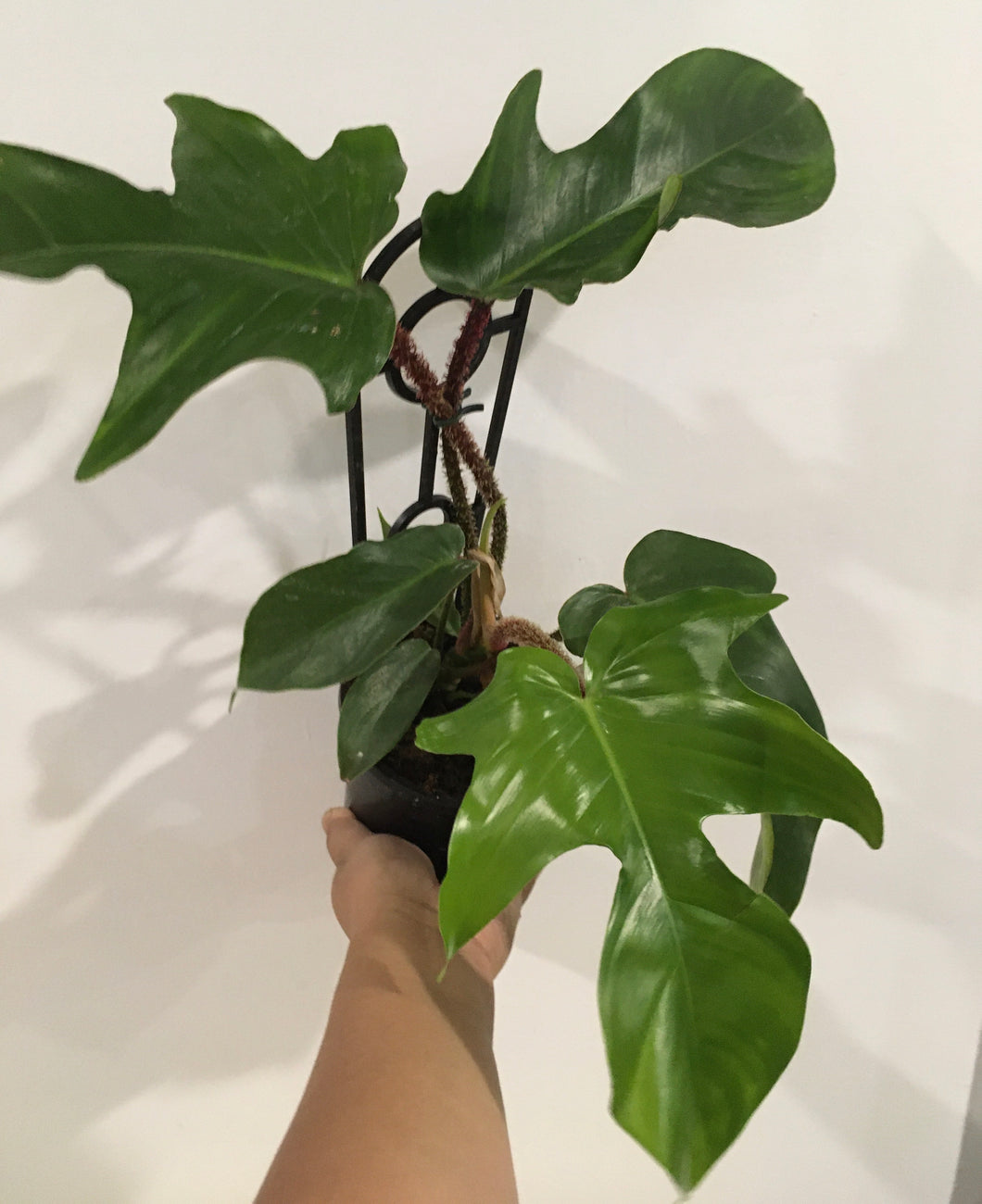 Philodendron red bristle in 13cm pot