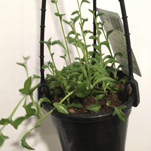Senecio peregrinus or String of Dolphins in 13cm pot