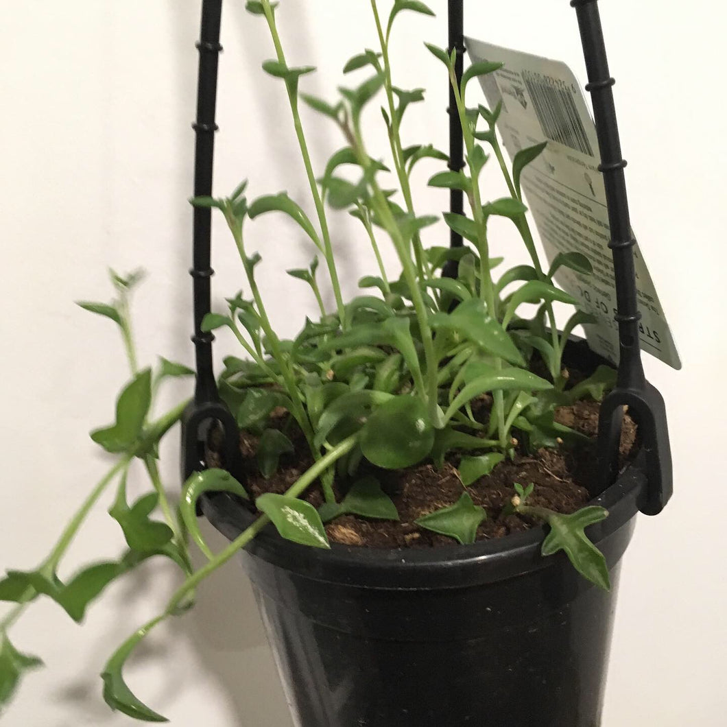 Senecio peregrinus or String of Dolphins in 13cm pot