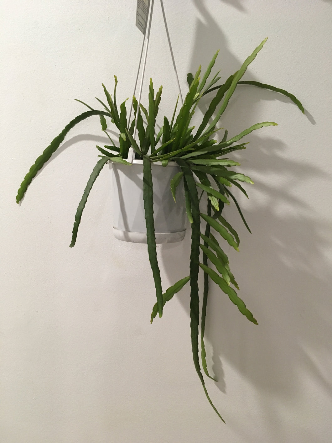 Rhipsalis boliviana in 13cm pot