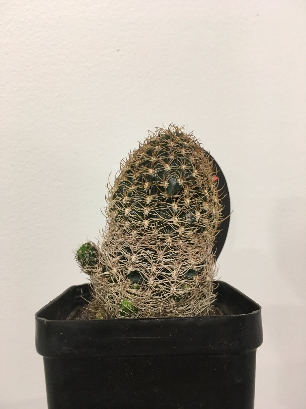 Lobivia schieliana in 10cm pot