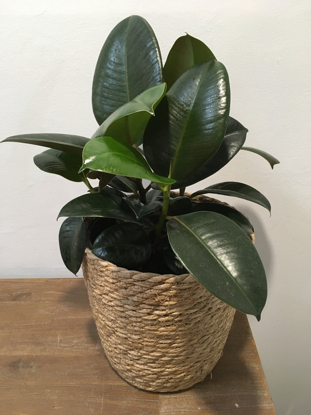 Ficus Elastica Robusta in 20cm nursery pot