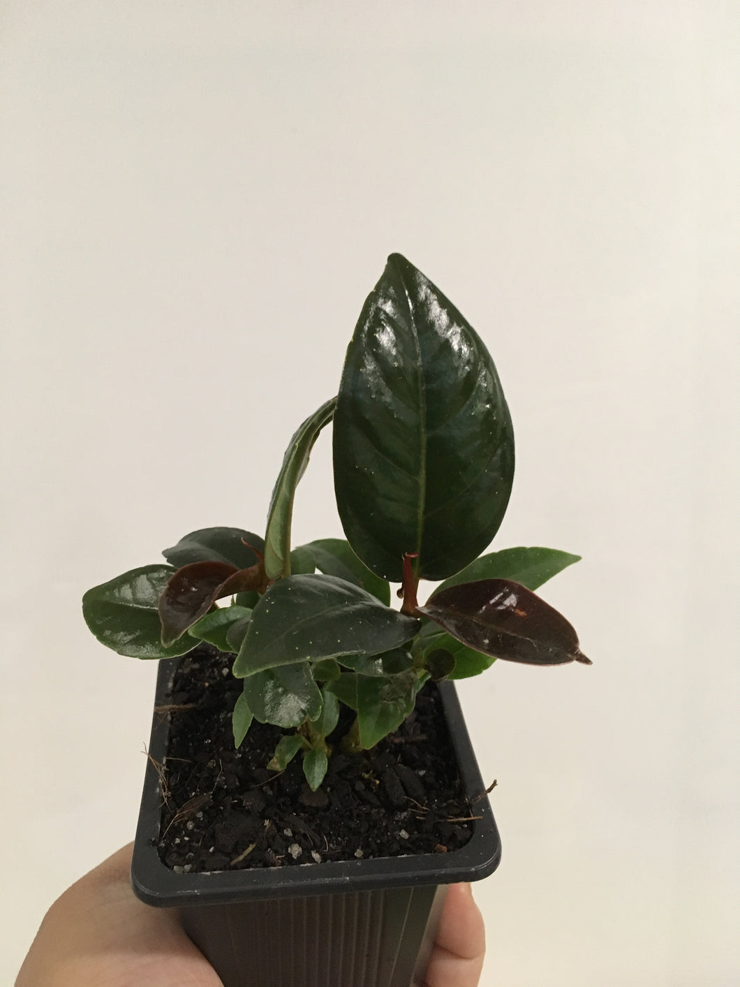 Ficus Elastica Sophia in 7.5cm pot