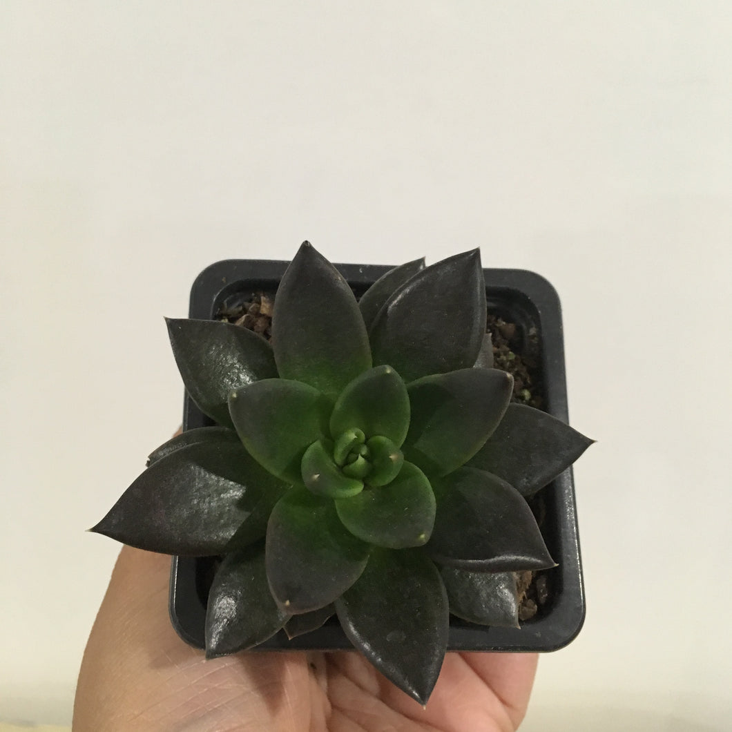 Echeveria Black Knight in 7.5cm pot