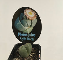 Load image into Gallery viewer, Pleiospilos split rock in 7cm pot
