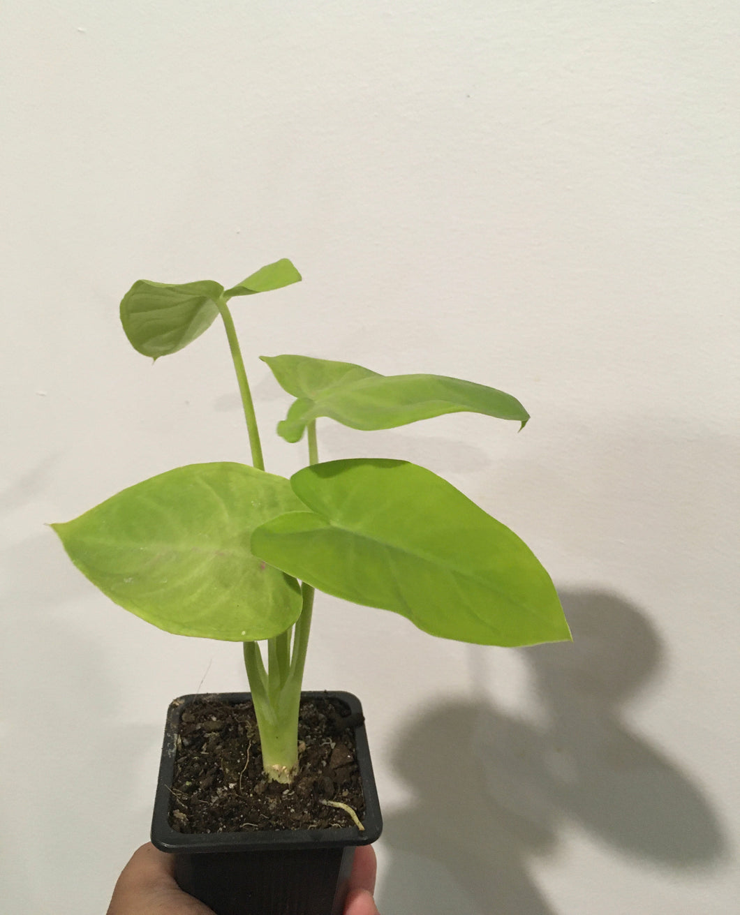 Alocasia Lime Zinger 7.5cm