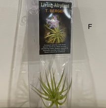 Load image into Gallery viewer, Air Plants
