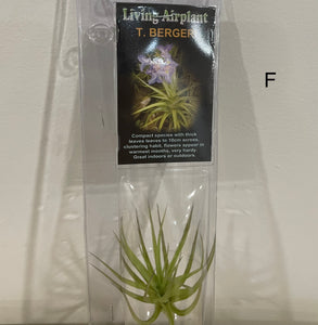 Air Plants