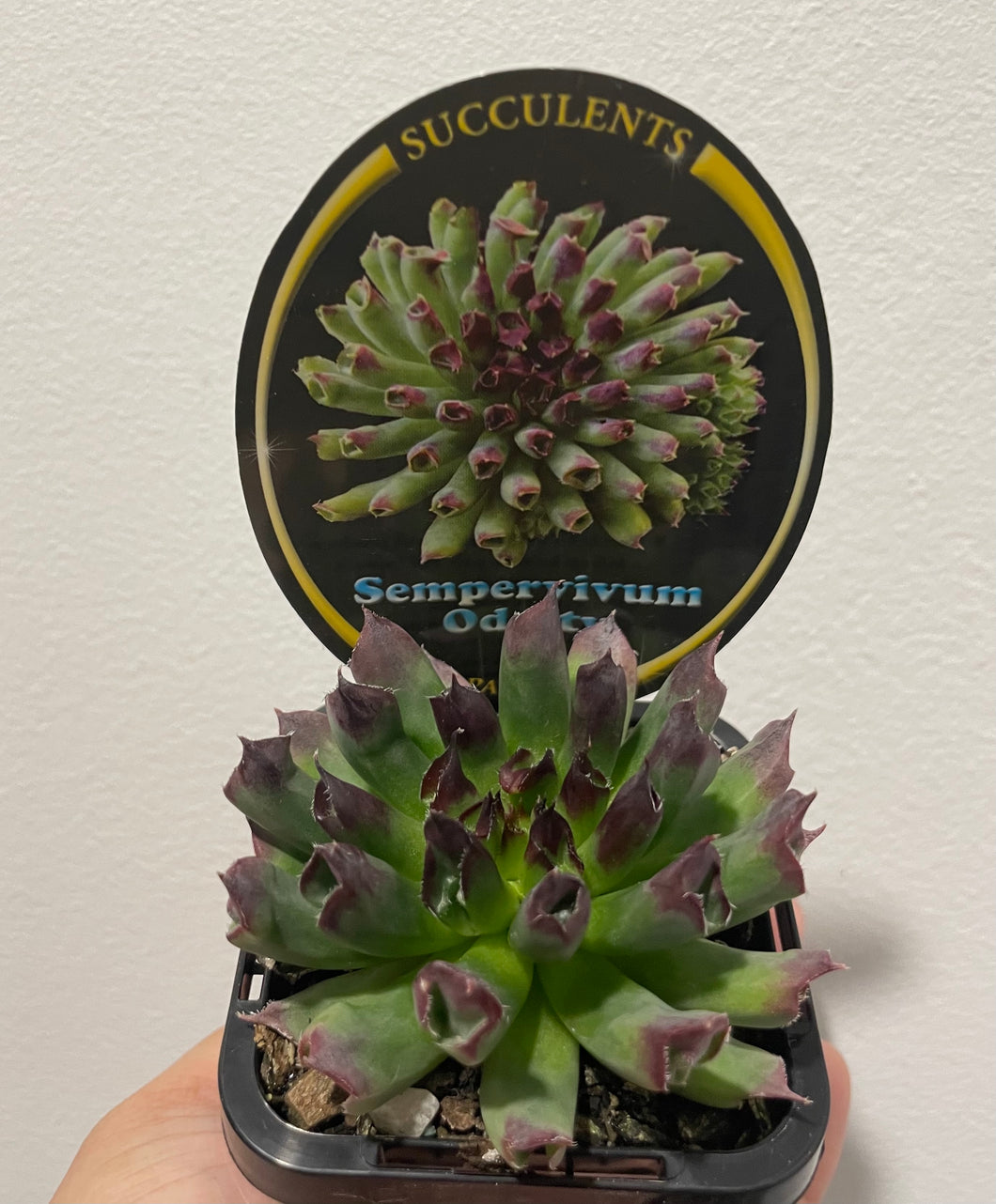 Sempervivum oddity in 7cm pot