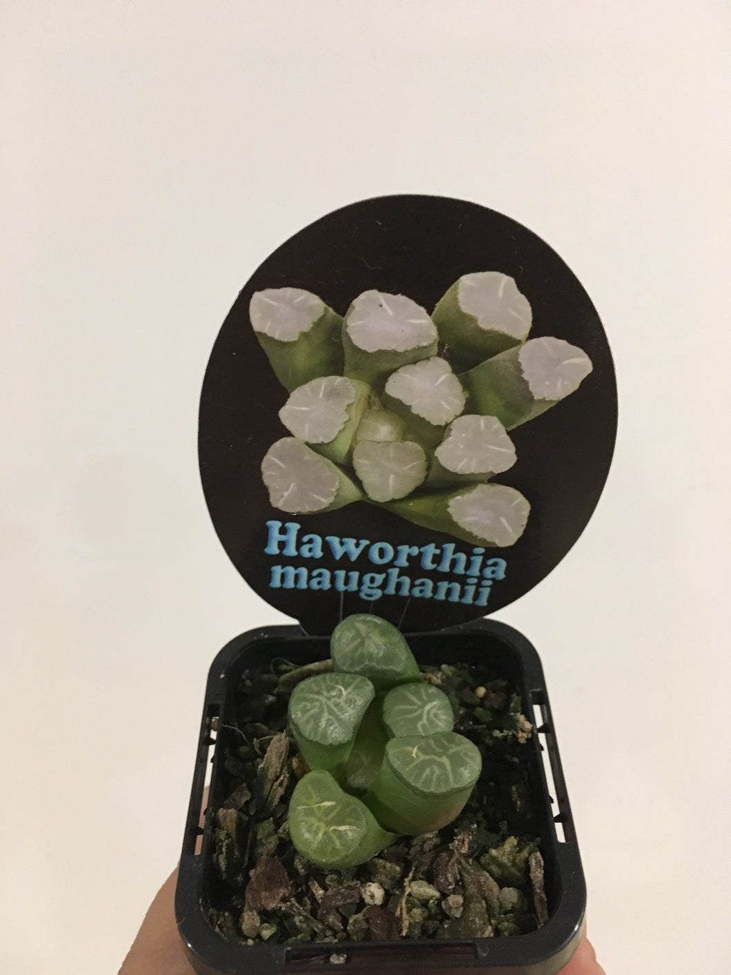 Haworthia maughanii in 7cm pot