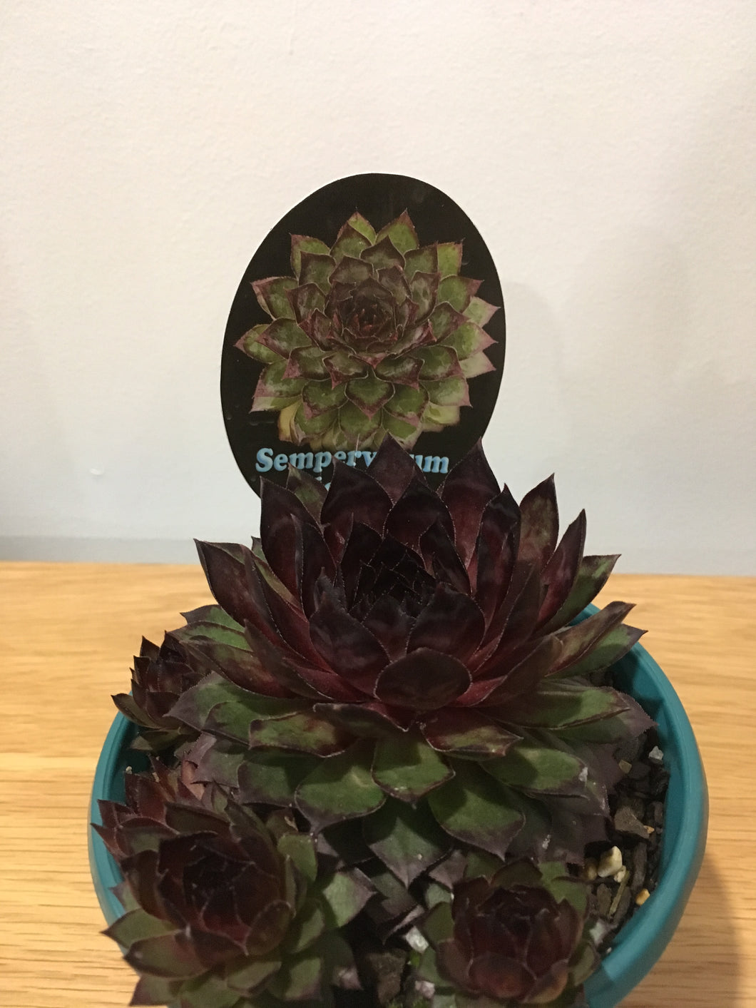 Sempervivum Lioness in 13cm pot