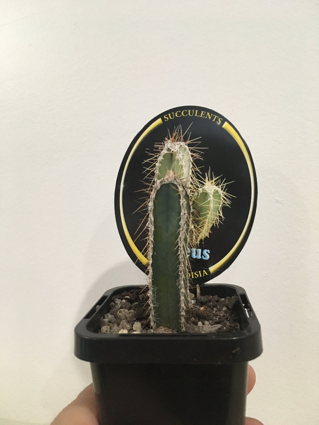 Cereus forbesii/peruvianus in 7cm pot