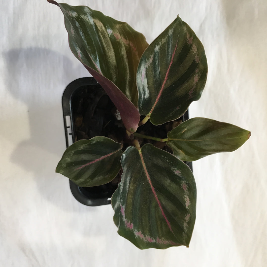 Calathea medallion in 7cm pot