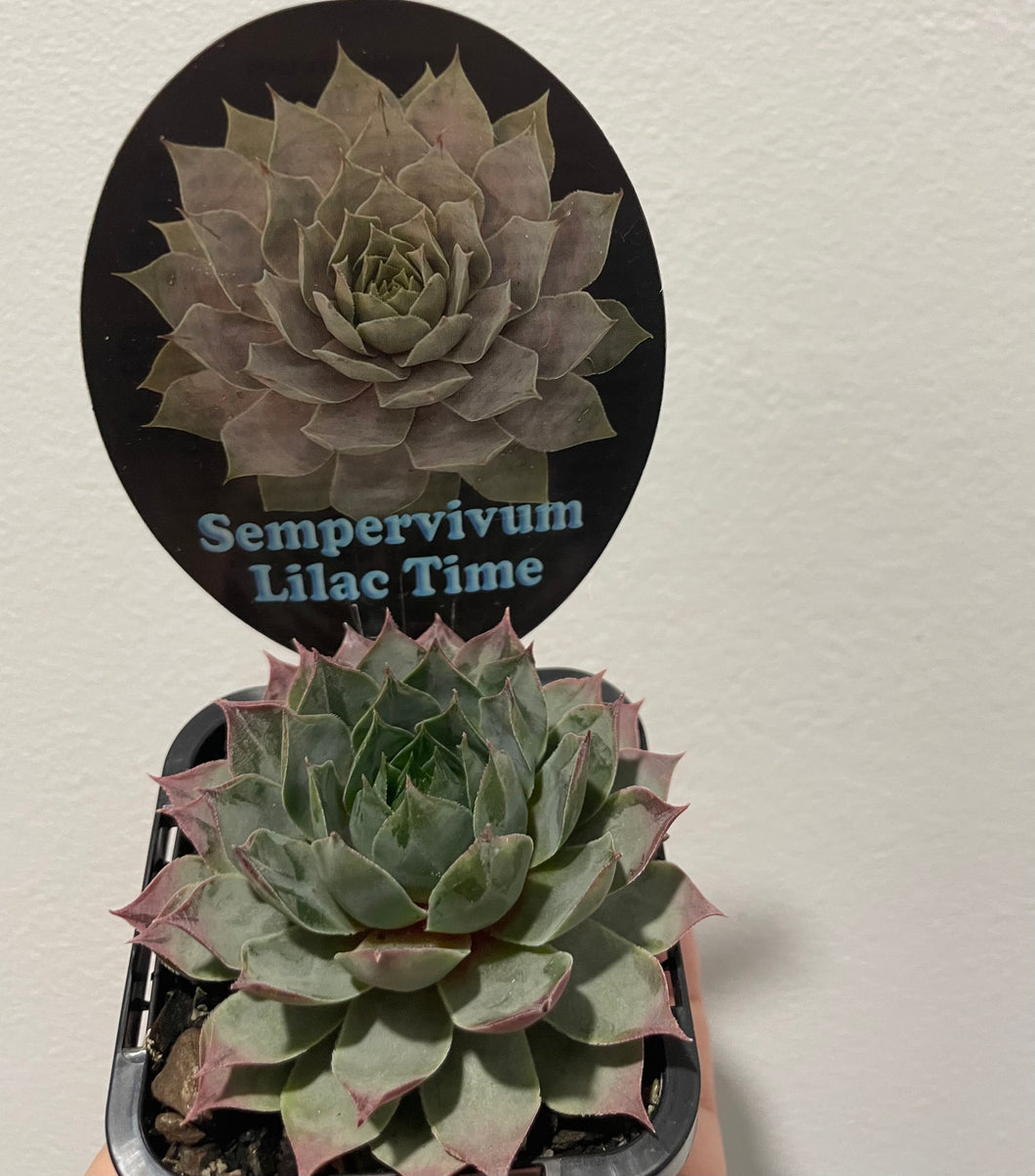 Sempervivum lilac time in 7cm pot