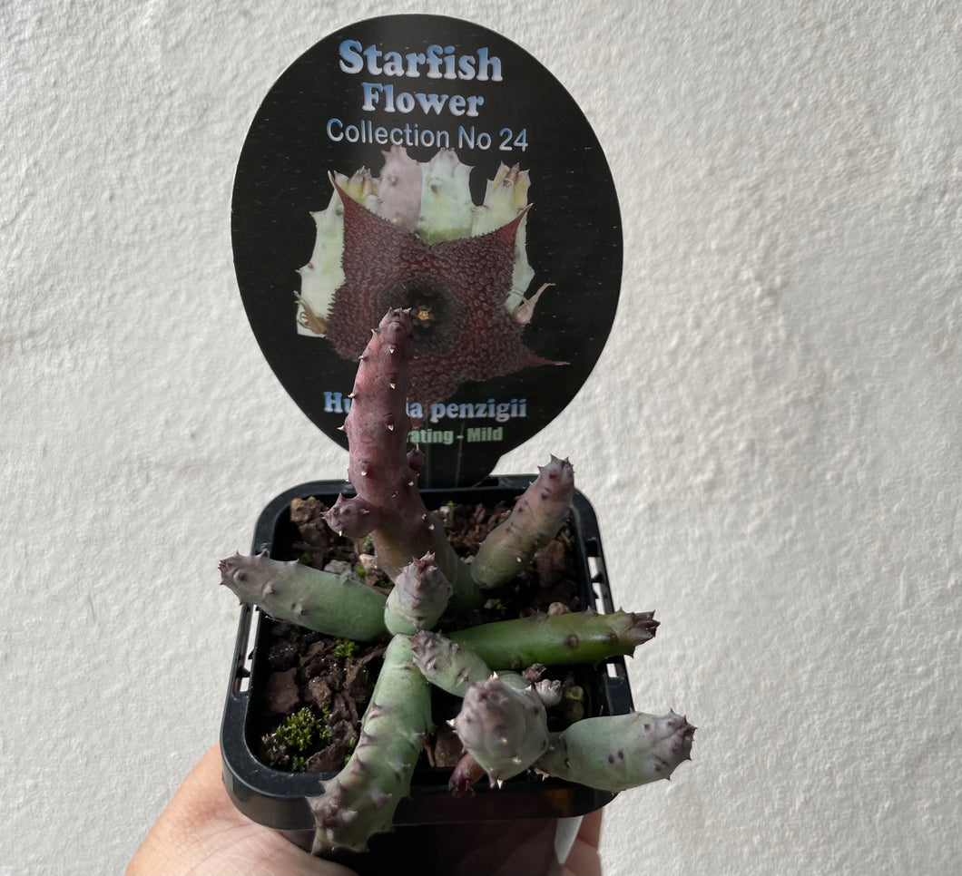 Huernia penzigii in 7cm pot