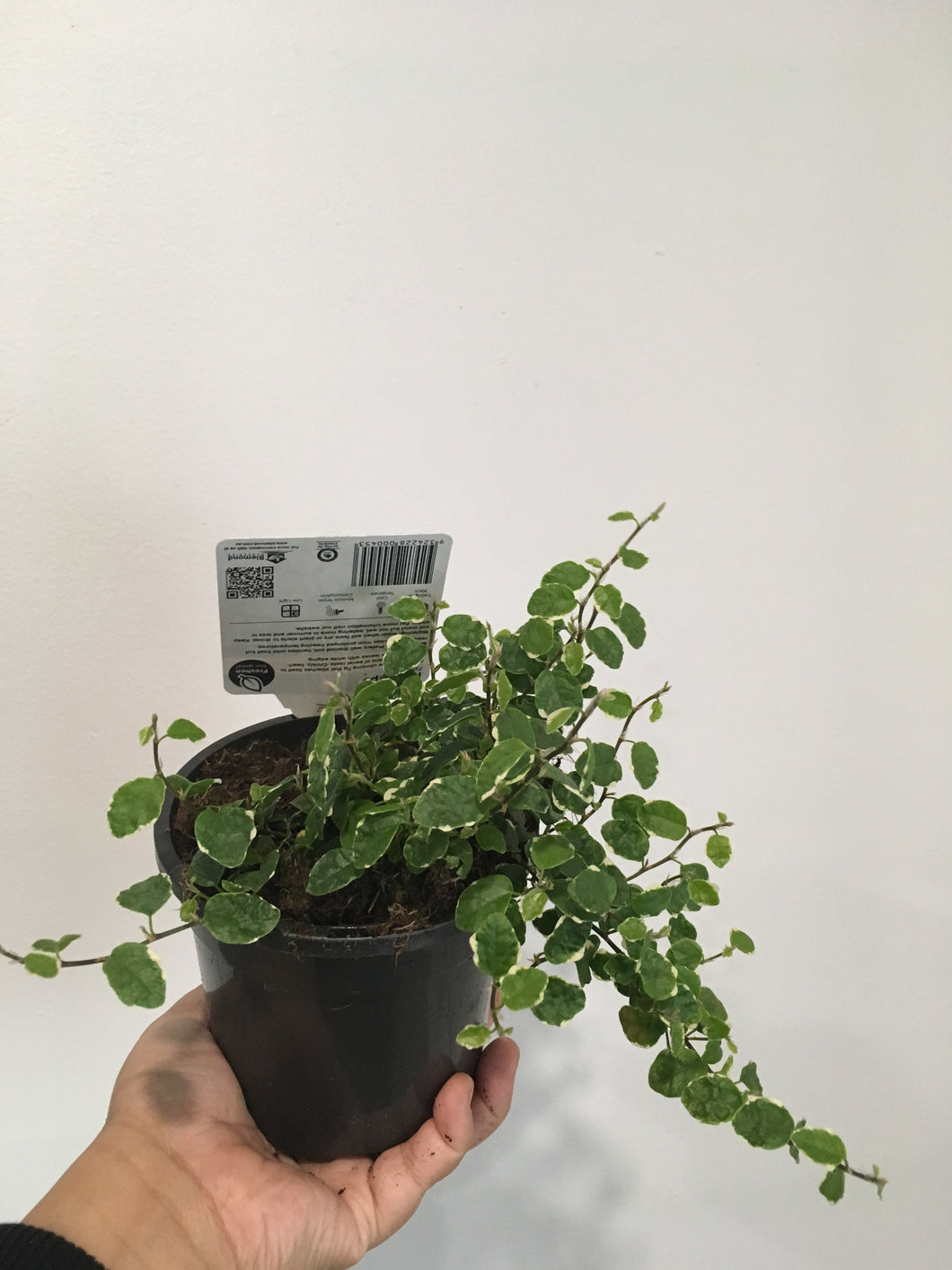 Ficus Pumila Ice Caps in 13cm pot