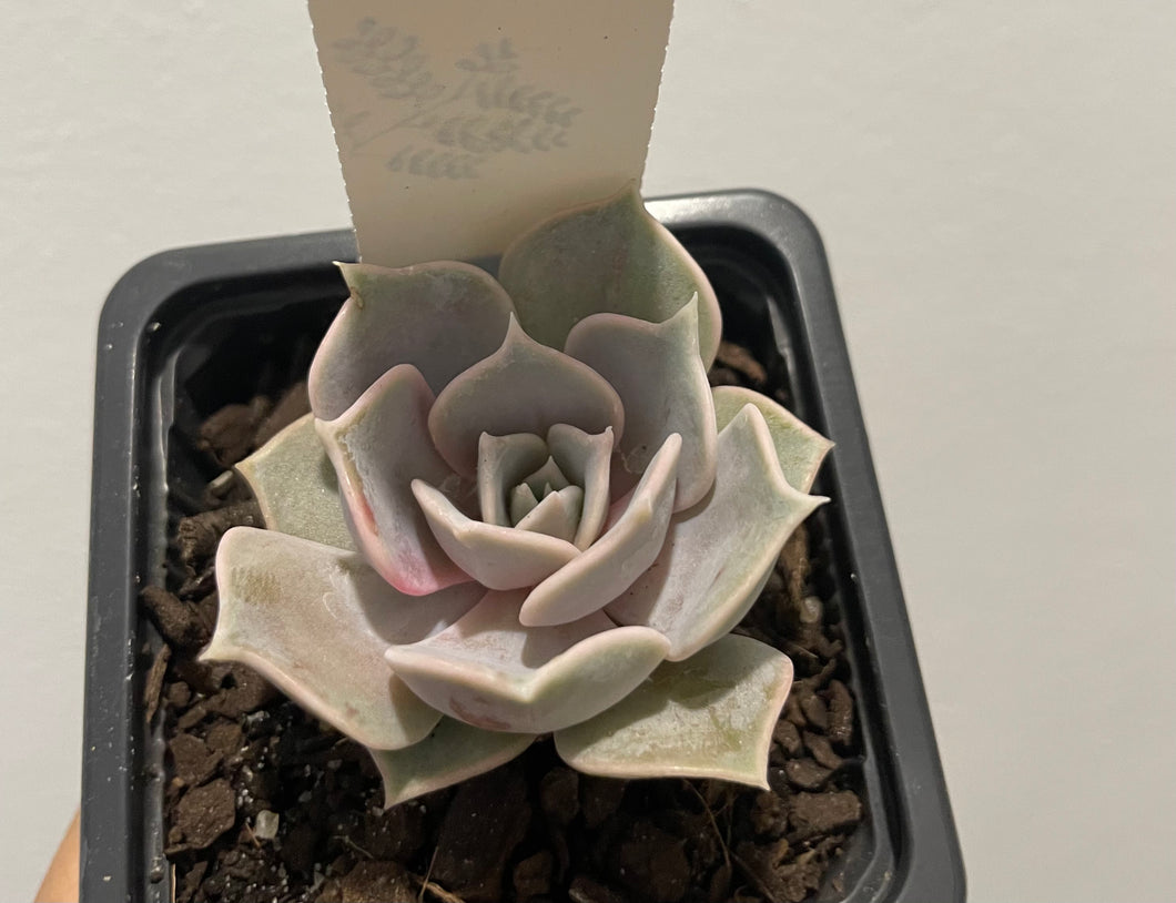 Echeveria lilacina in 7.5cm pot