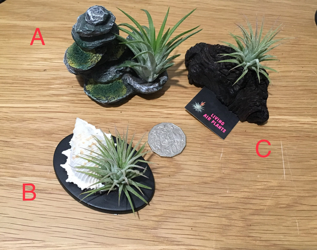 Air plants with shell/wood/rock - size small