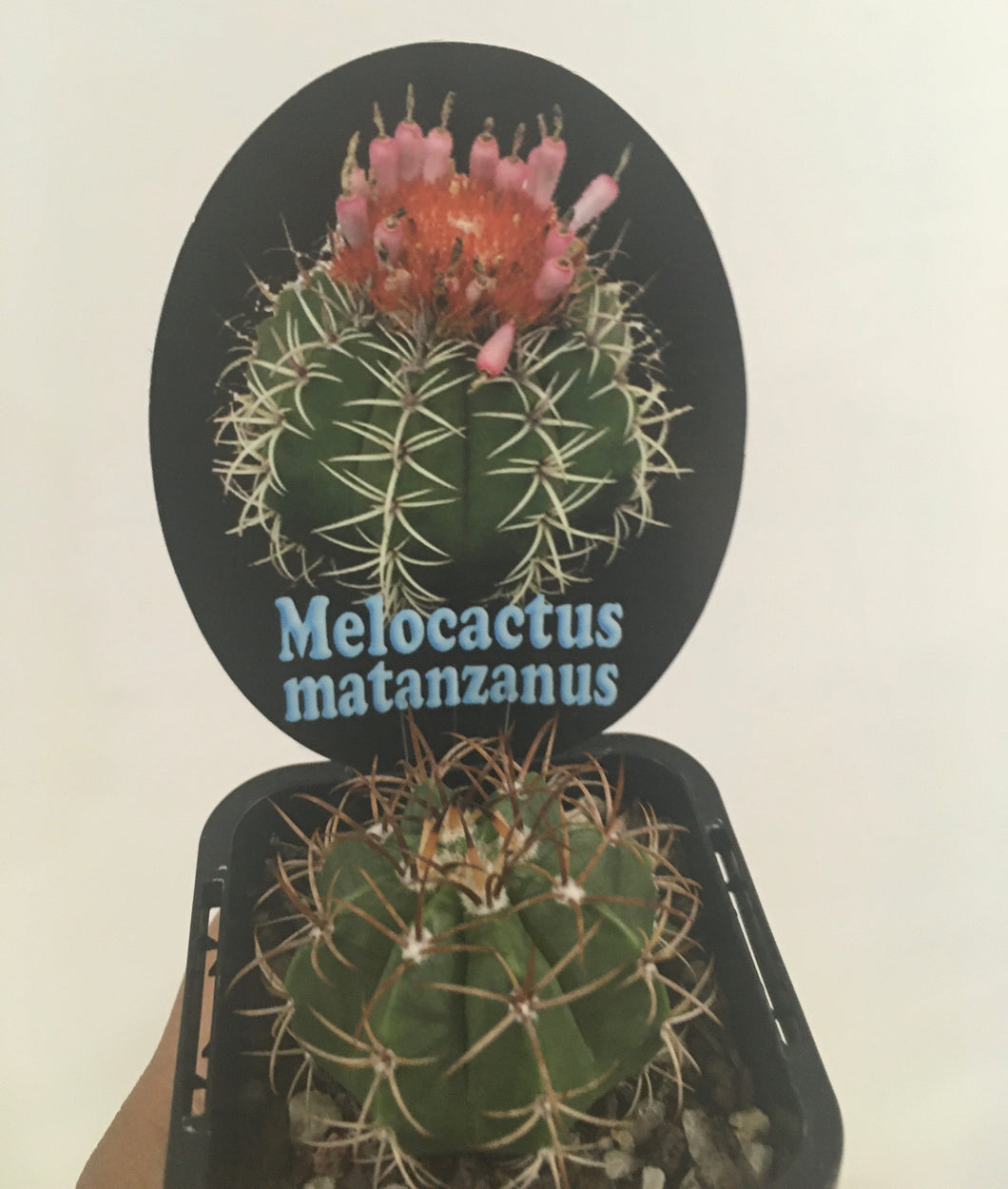 Melocactus matanzanus in 7cm pot