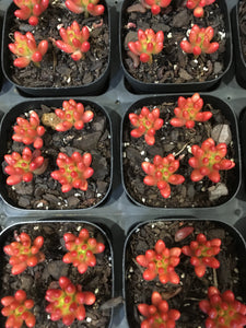 Sedum rubrotinctum 'Red Berry' in 7cm