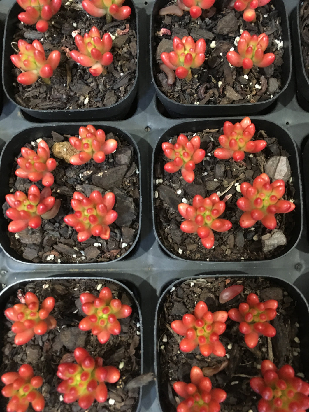 Sedum rubrotinctum 'Red Berry' in 7cm