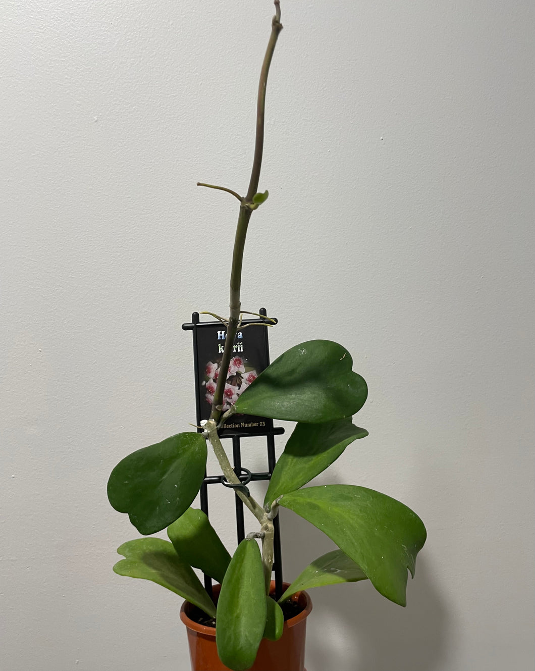 Hoya kerrii in 10cm pot