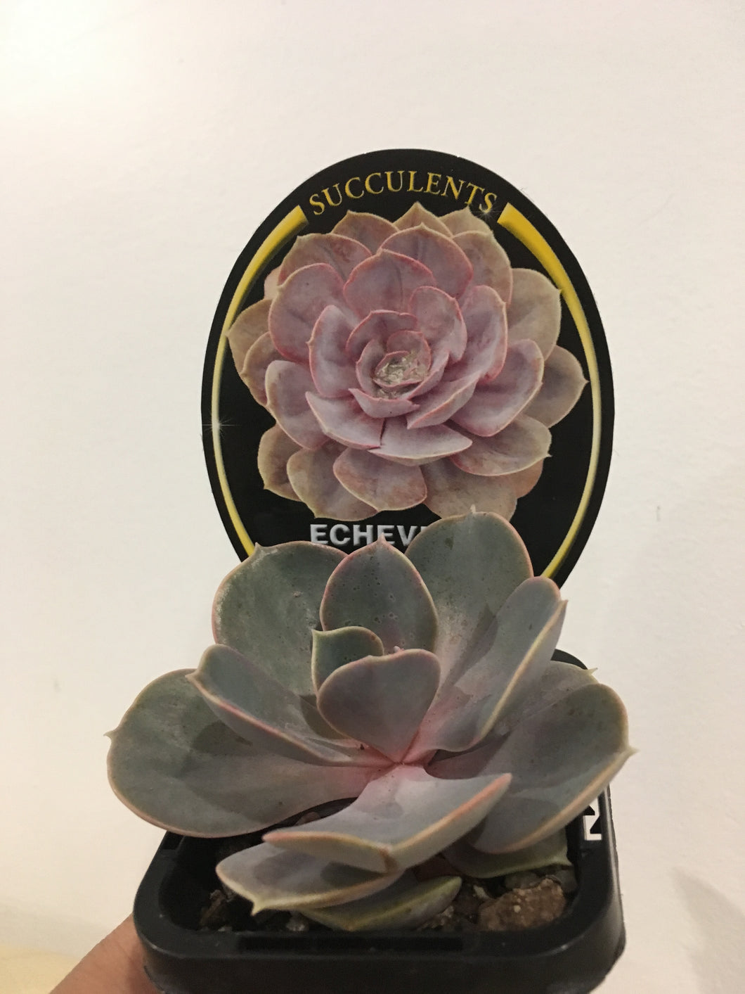 Echeveria Perle von nurnberg in 7cm pot