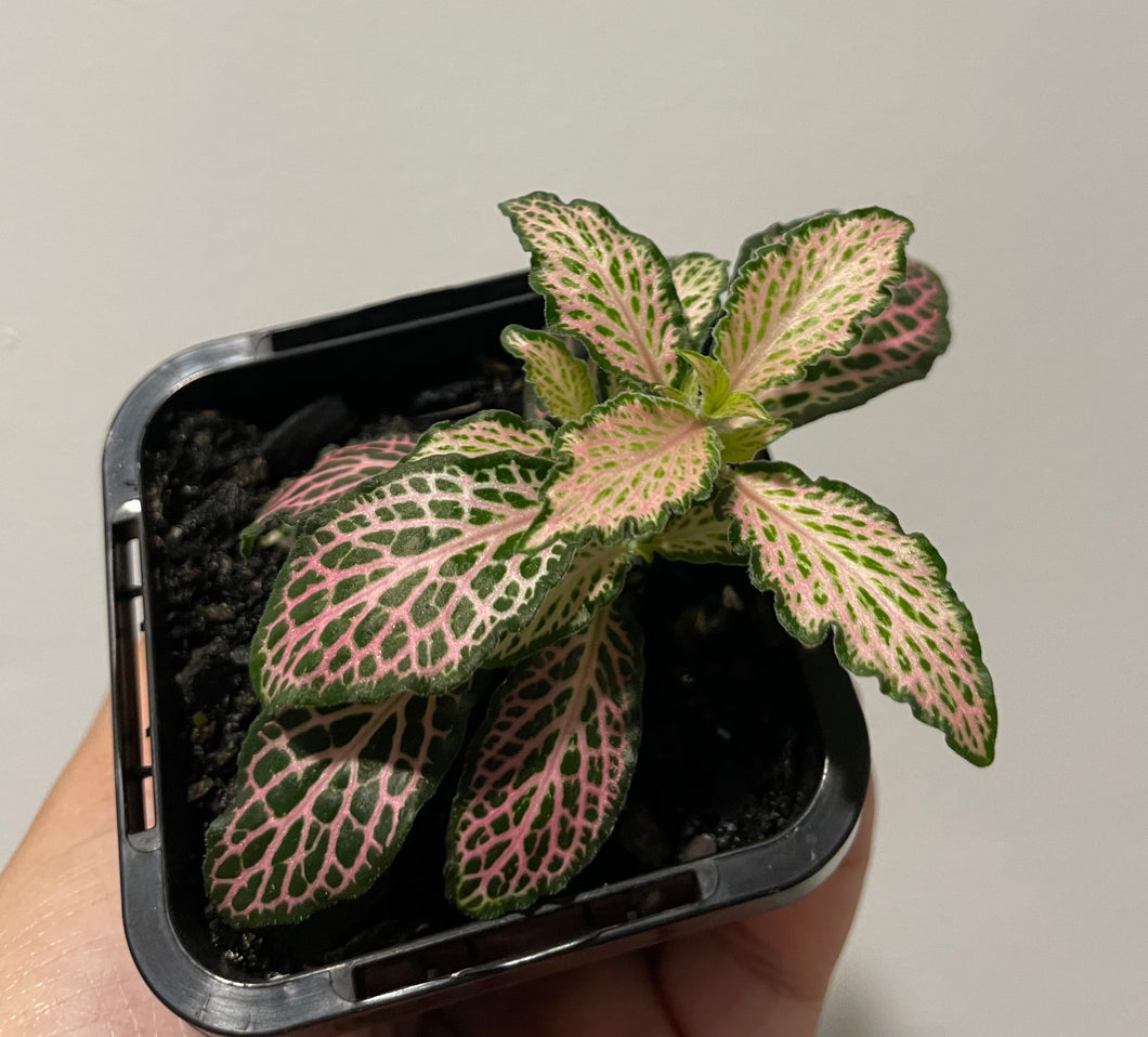Fittonia forest flame pink in 7cm pot