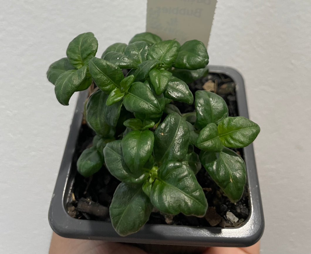 Peperomia bathroom bubble in 7.5cm