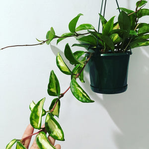 Krimson Princess Hoya in 13cm pot
