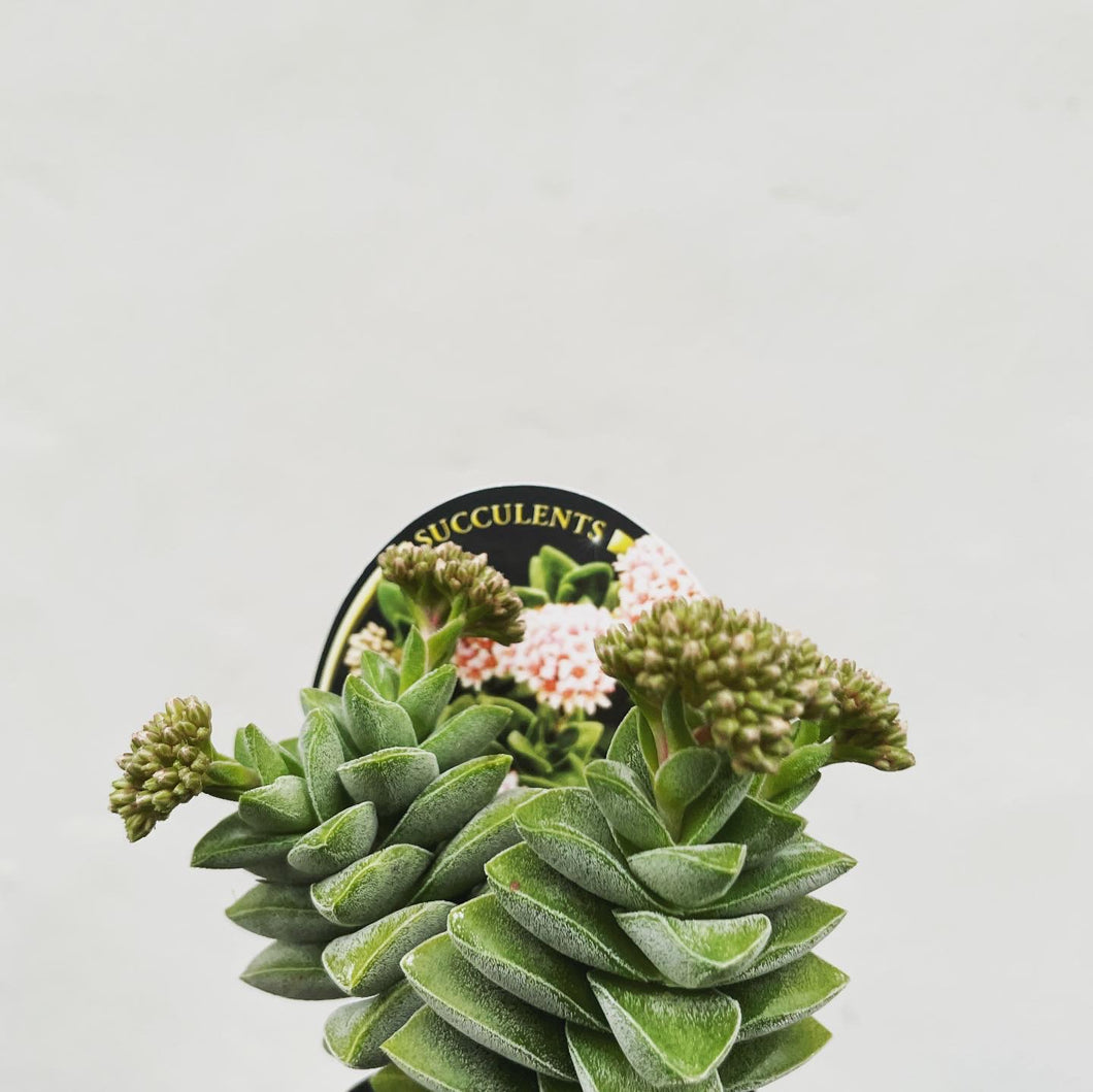 Crassula springtime in 7cm pot