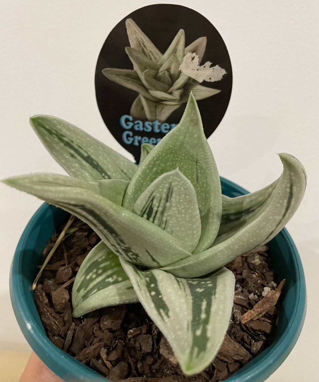 Gasteria green ice in 13cm pot