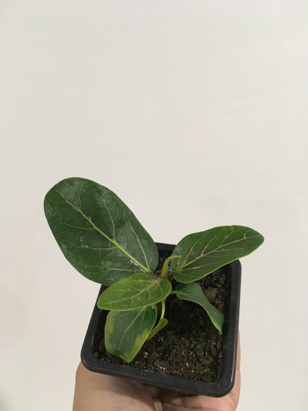 Ficus benghalensis “Audrey” variegated (according to grower) in 7.5cm pot