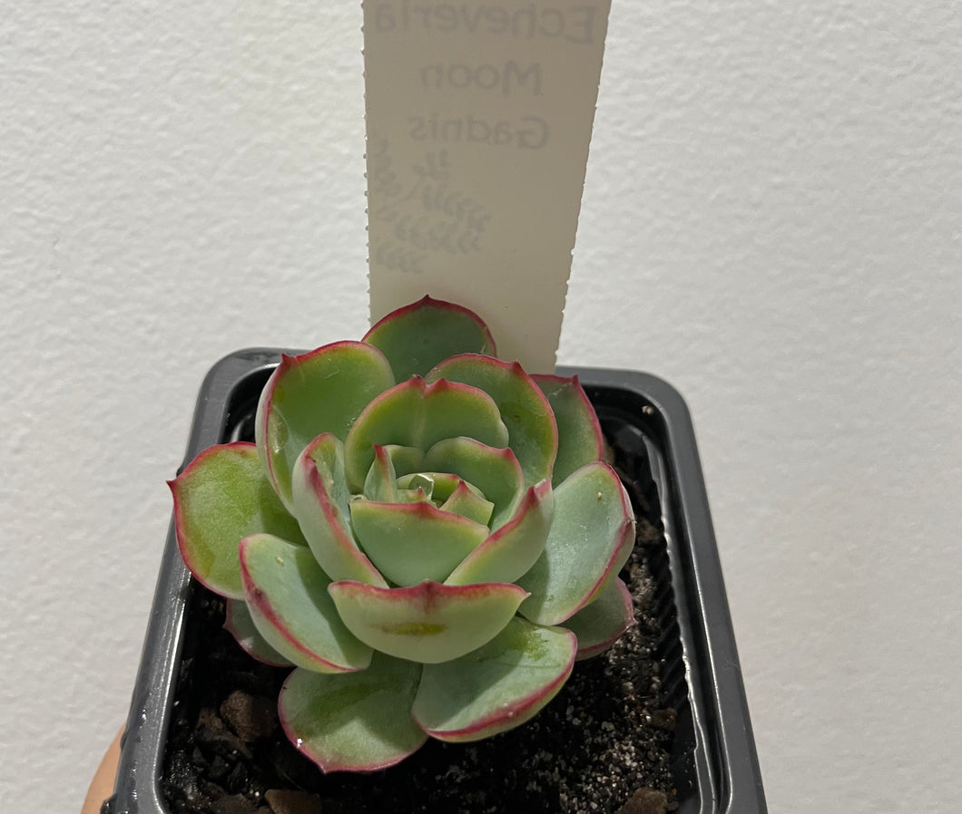 Echeveria moon gadnis in 7.5cm pot