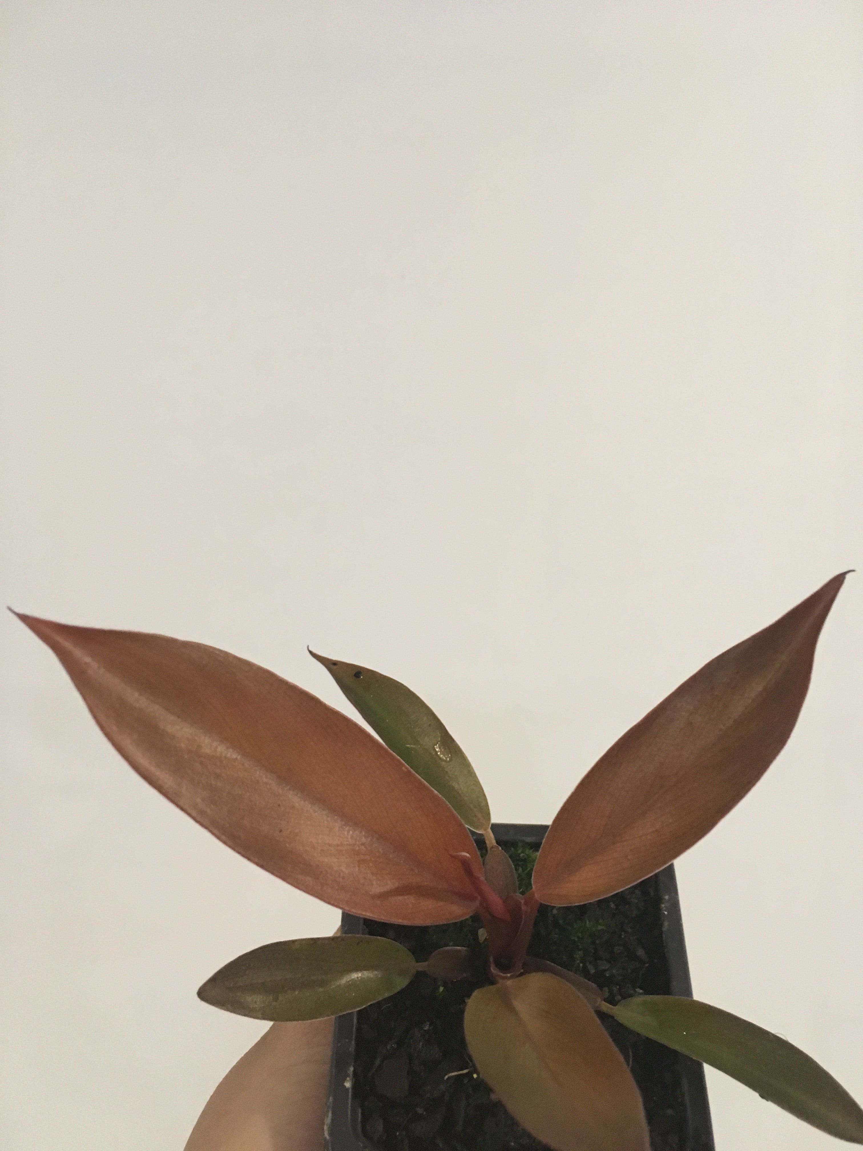 philodendron catherine Philodendron Katherine in 7.5cm pot – Pananom