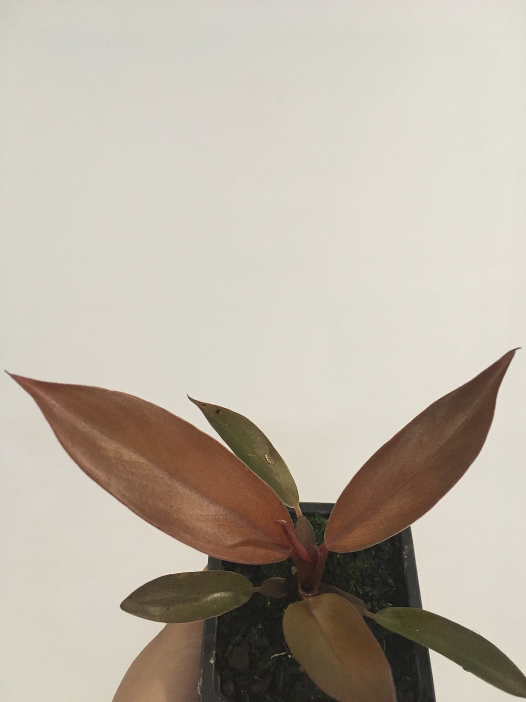 Philodendron Katherine in 7.5cm pot