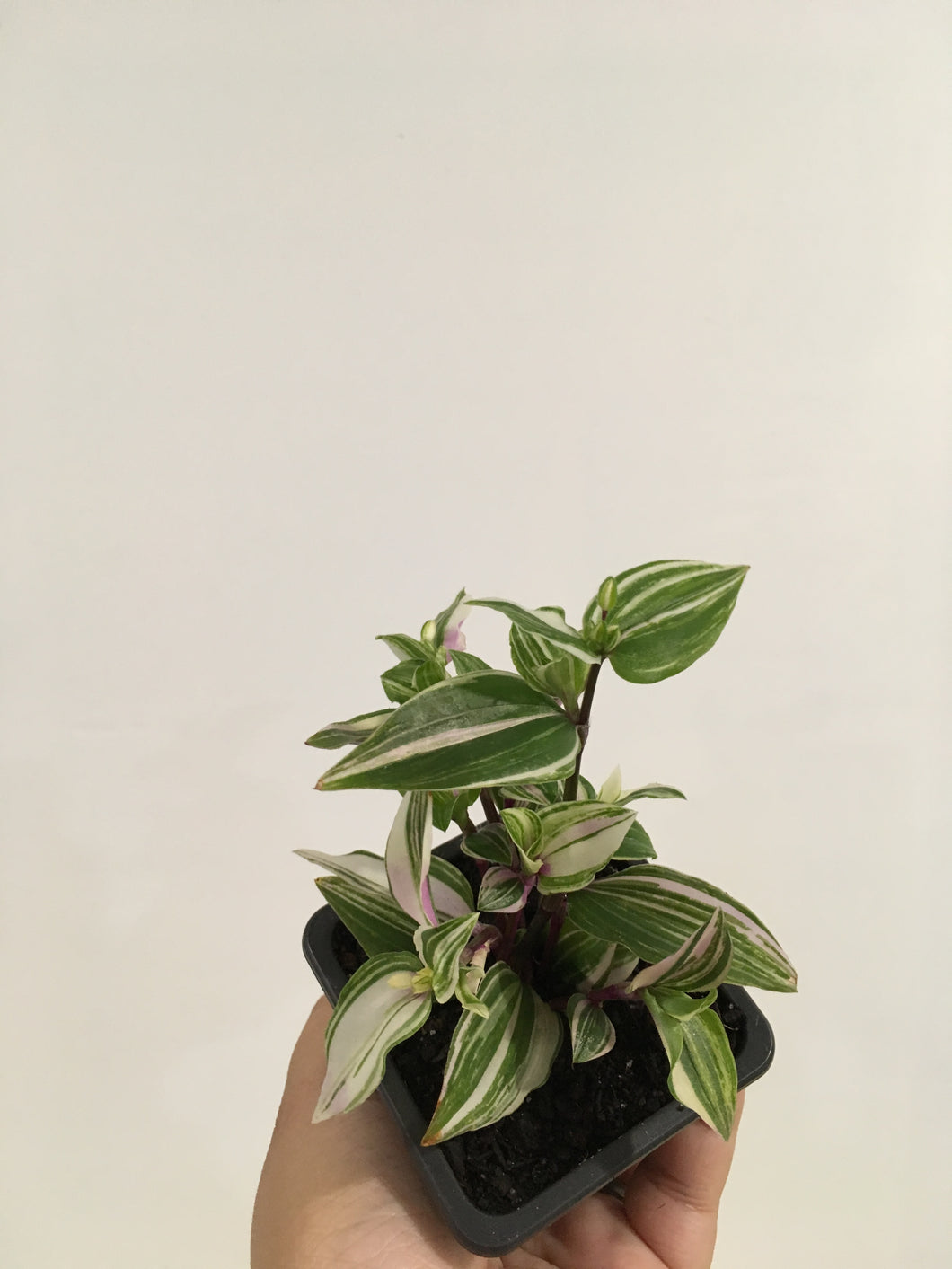 Tradescantia Tricolour in 7.5cm pot