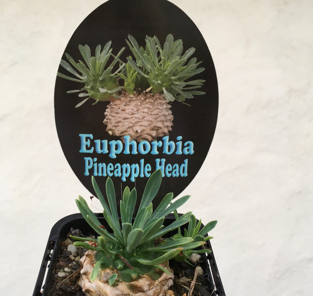 Euphorbia pineapple head in 7cm pot
