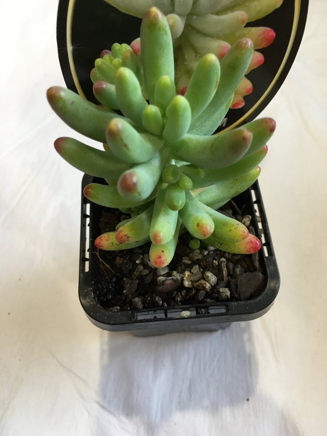 Sedum pachyphytum in 7cm pot