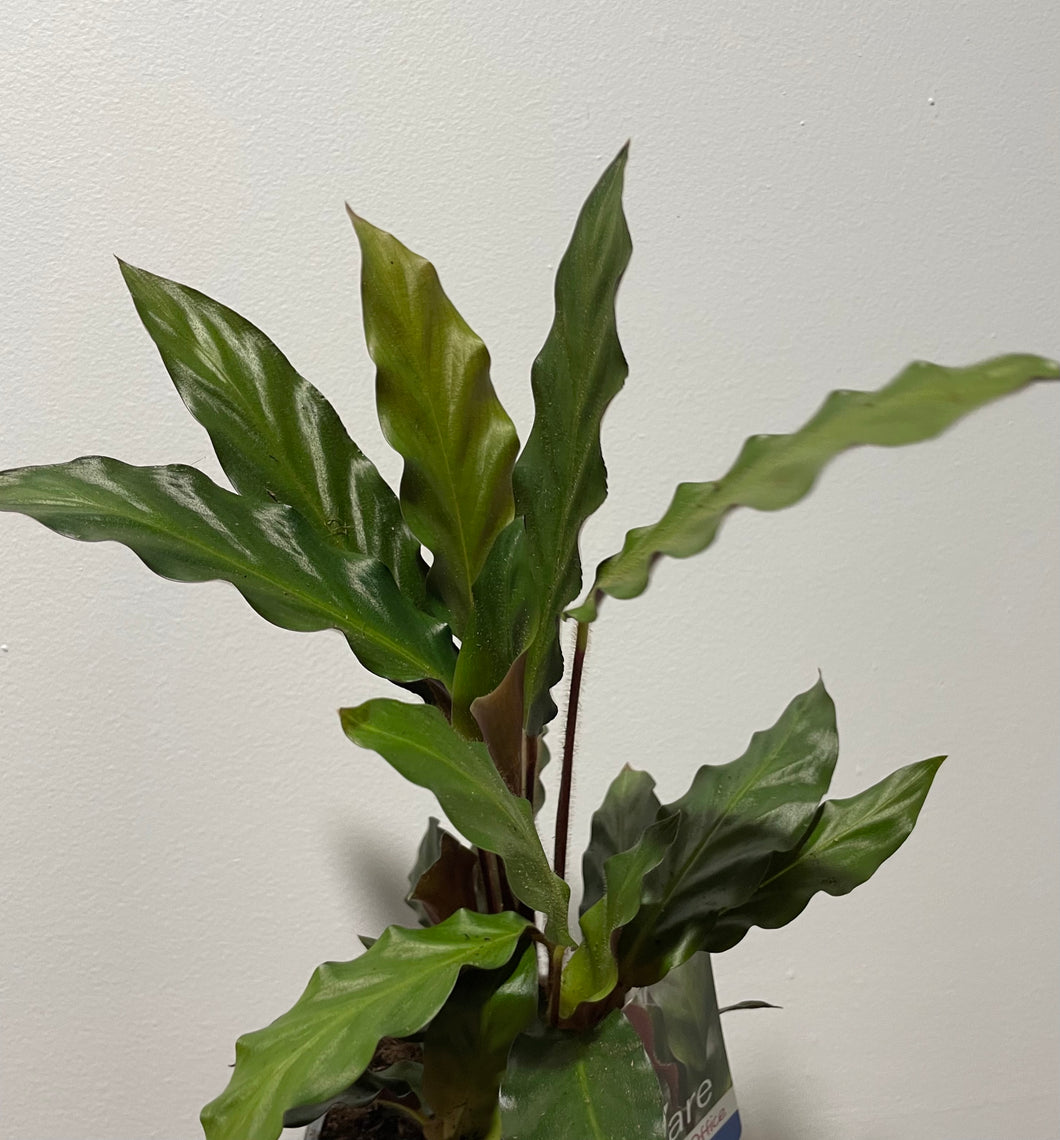 Calathea rufibarba furry feather in 13cm pot