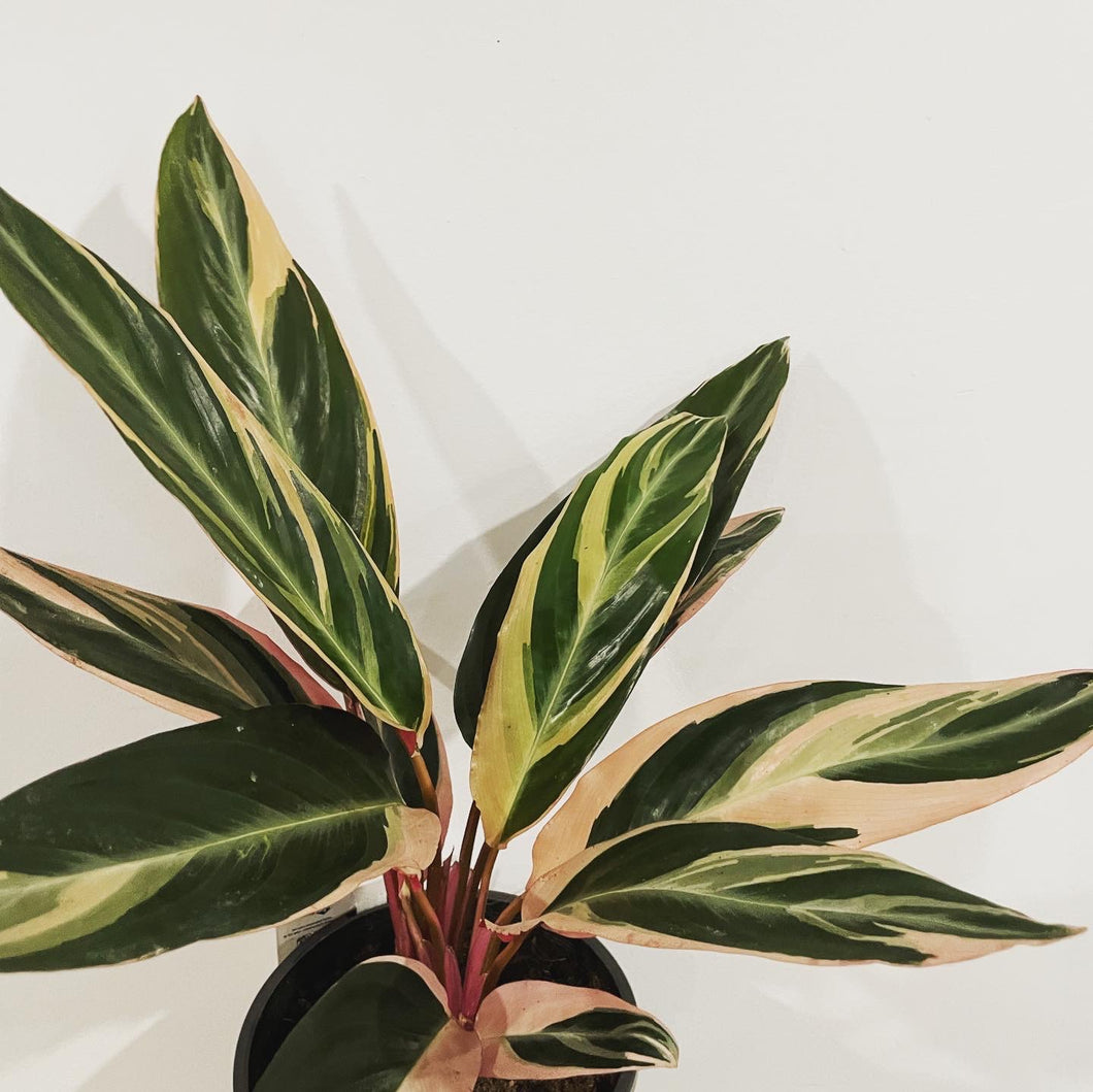 Stromanthe Tricolour in 17cm pot