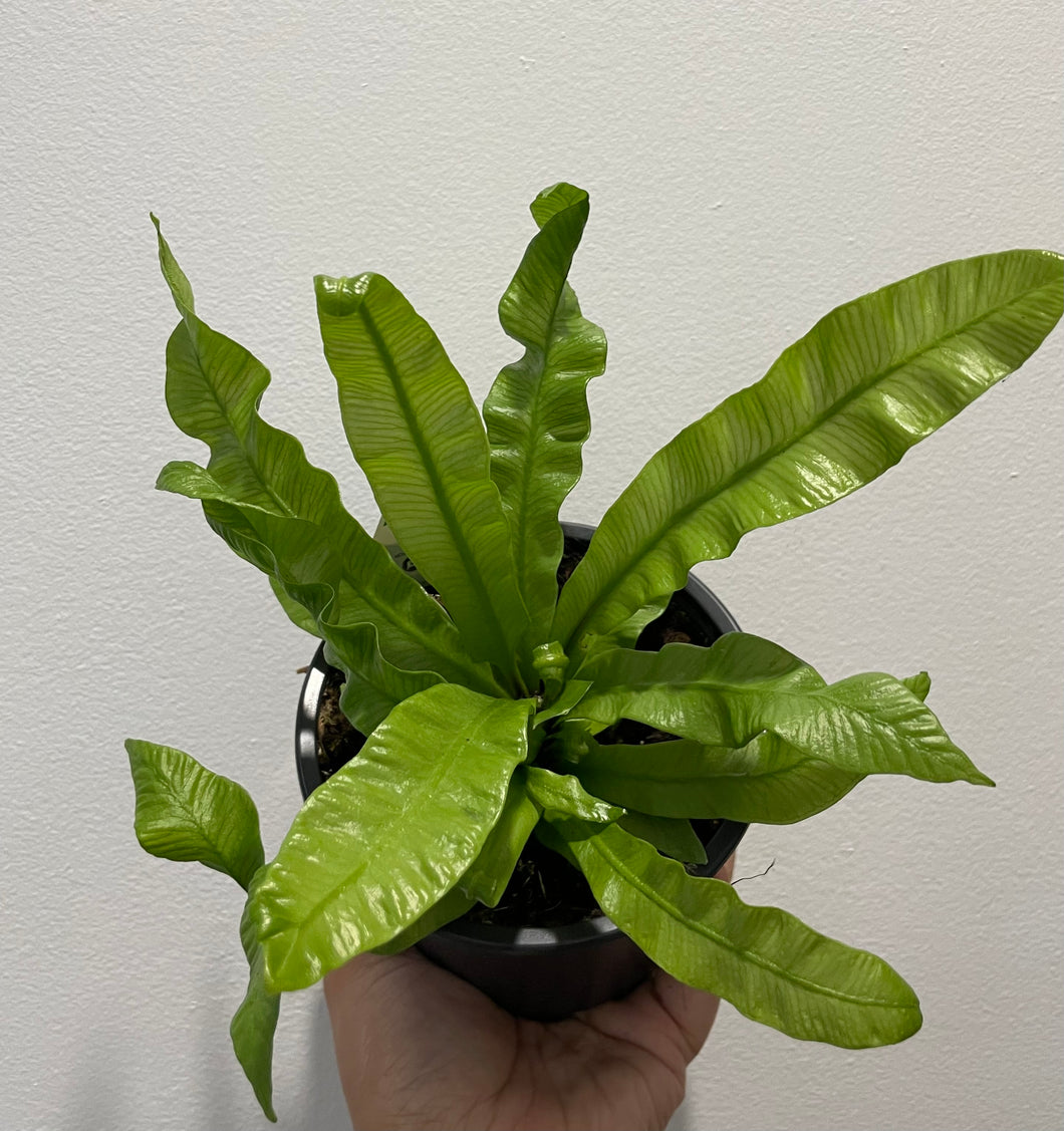 Bird’s nest fern- crispy wave in 12cm pot