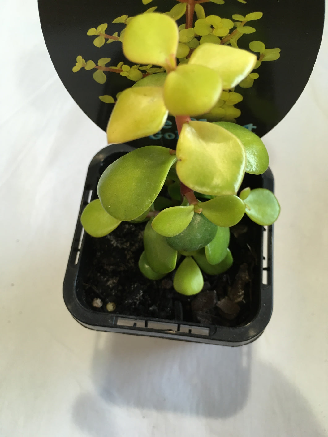 Portulacaria jade plant golden in 7cm pot