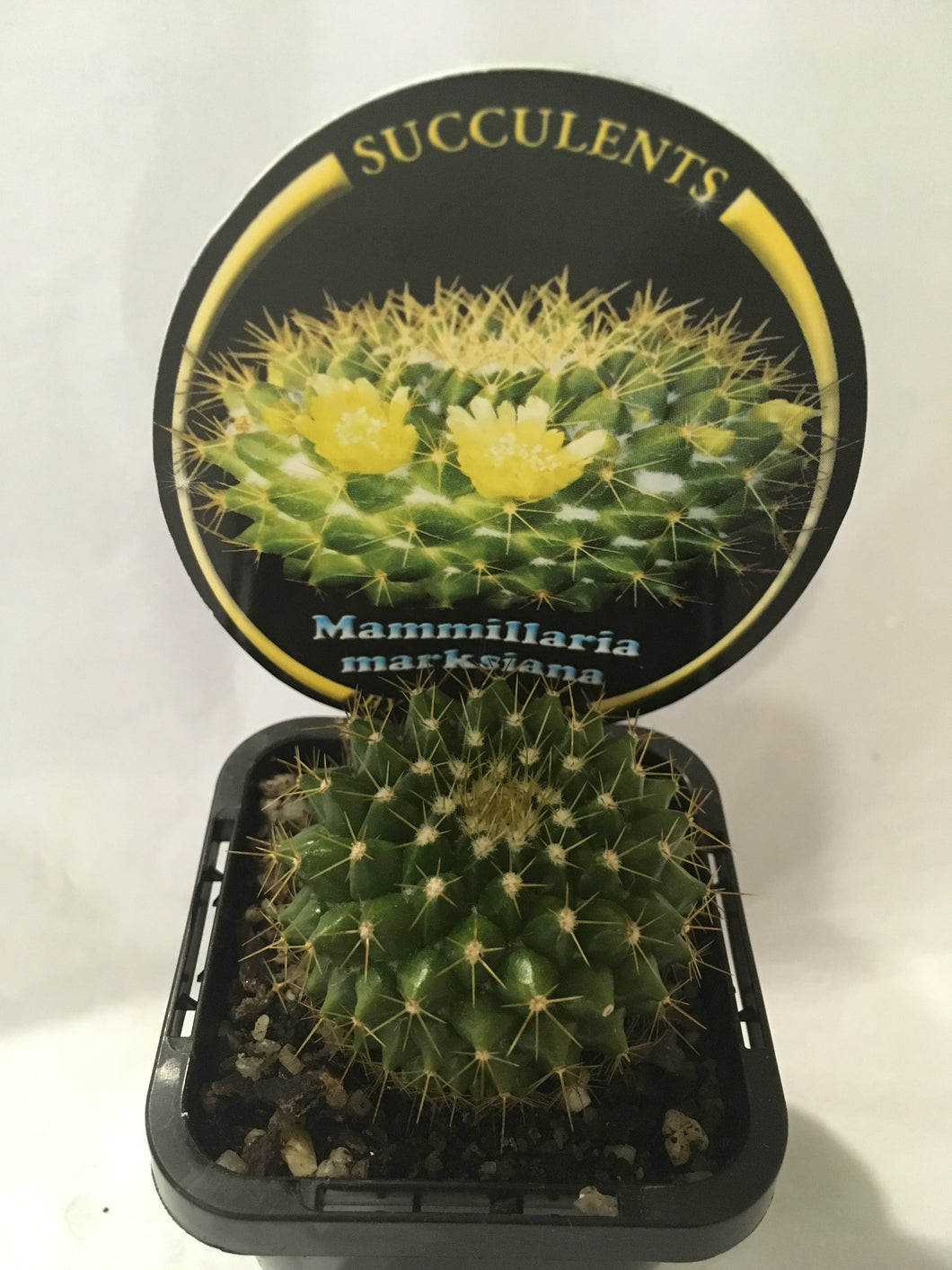 Mammillaria marksiana in 7cm pot